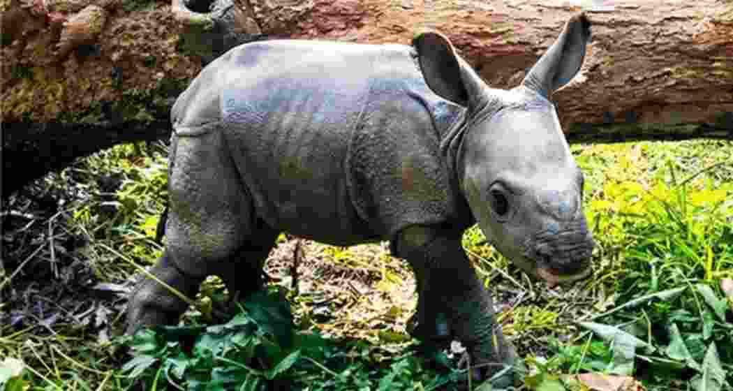The newborn one-horned rhinoceros calf moves through the forest of Jaldapara National Park, North Bengal.