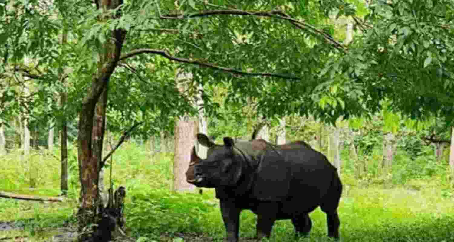 Bhim’s journey to the park was as remarkable as his life there. Originally known as Kanhela, the rhino had strayed from his territory in the Baikunthapur forests of Jalpaiguri following a territorial conflict. 