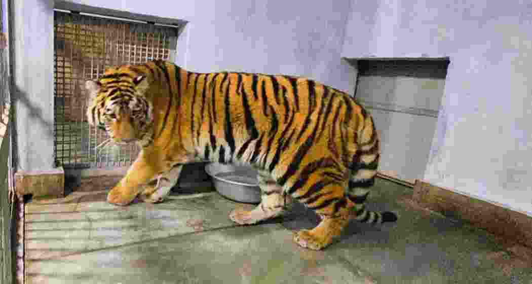 Rika, the Royal Bengal tiger at Bengal Safari Park, mourns the loss of her cubs after accidentally biting them during a routine shift to their night shelter.