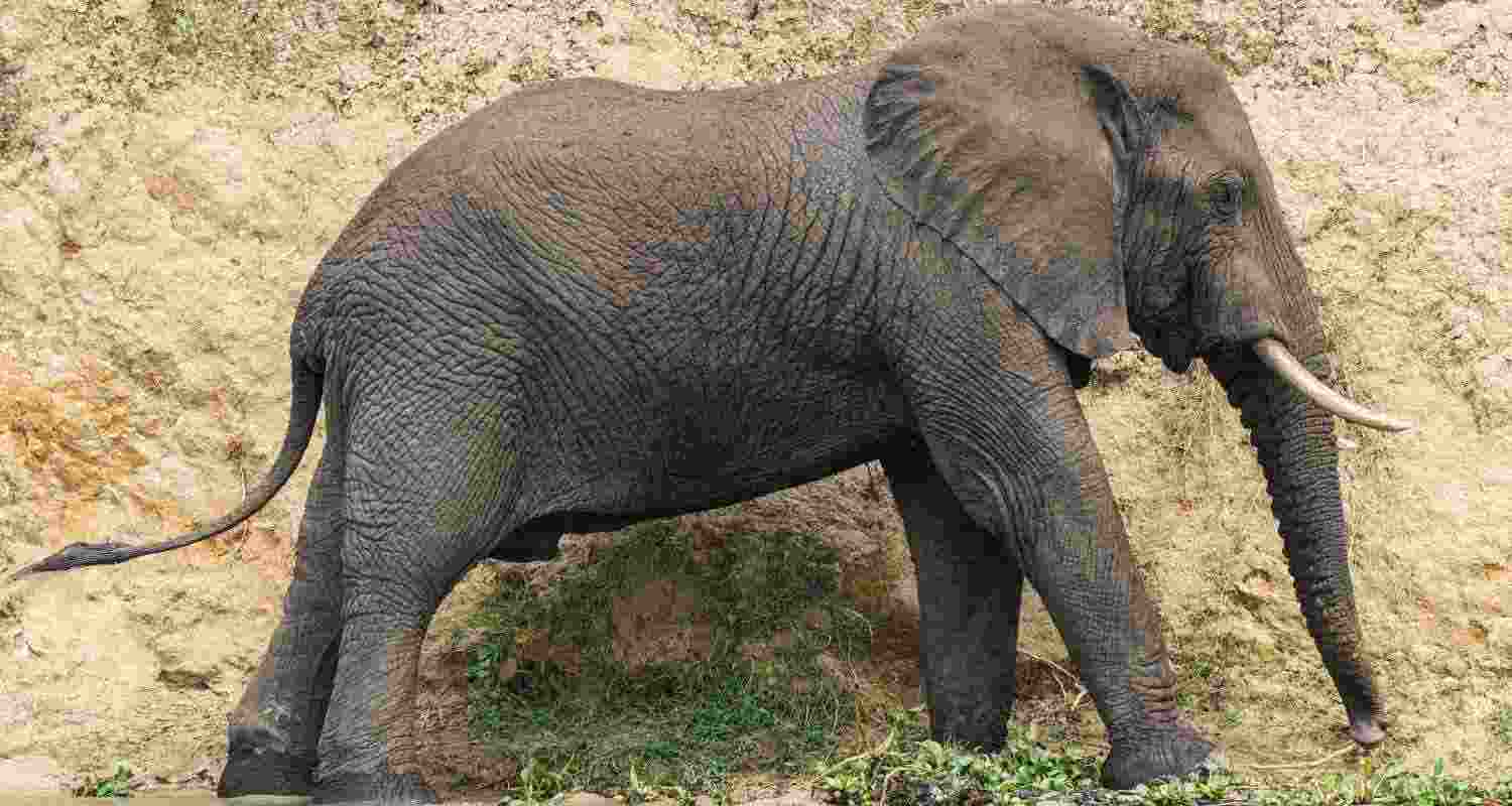 Thermal drone cameras keep track of rogue elephant