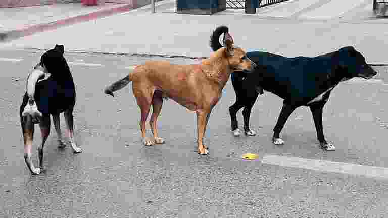 Stray dog menace: SC initiates suo moto cognisance