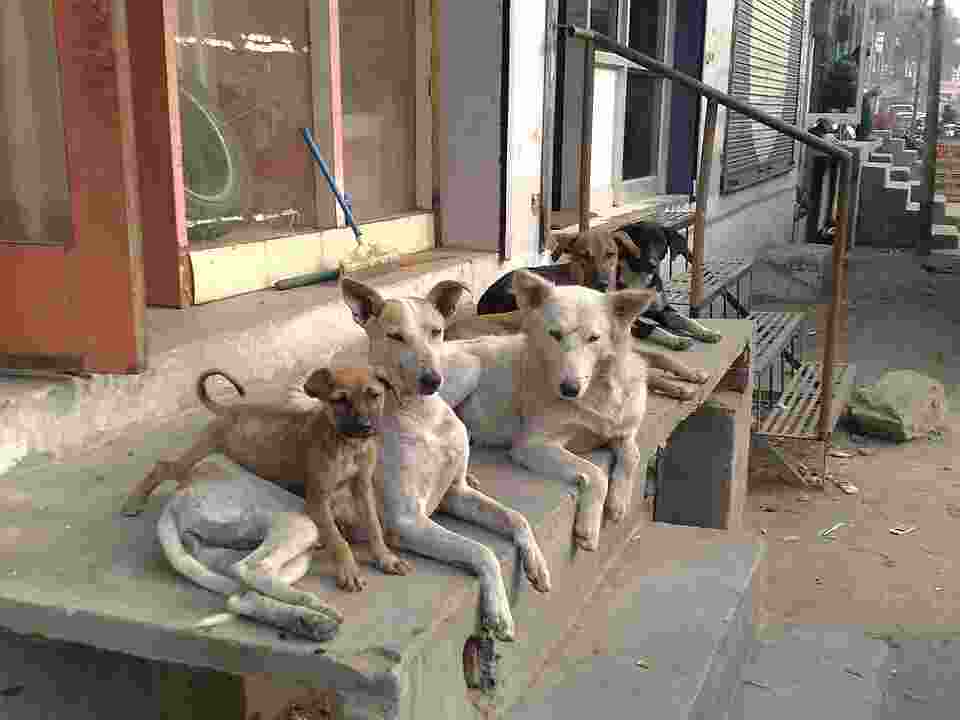 Stray dogs: SC unhappy with 'adequacy' of steps taken by states