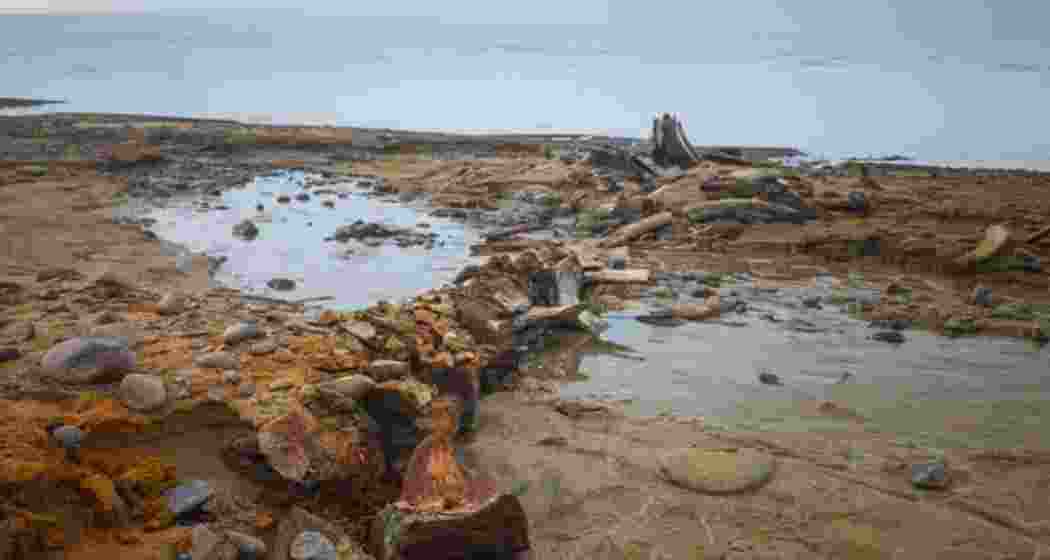 A whale skeleton exposed at the glacier’s edge on Wilczek Island.