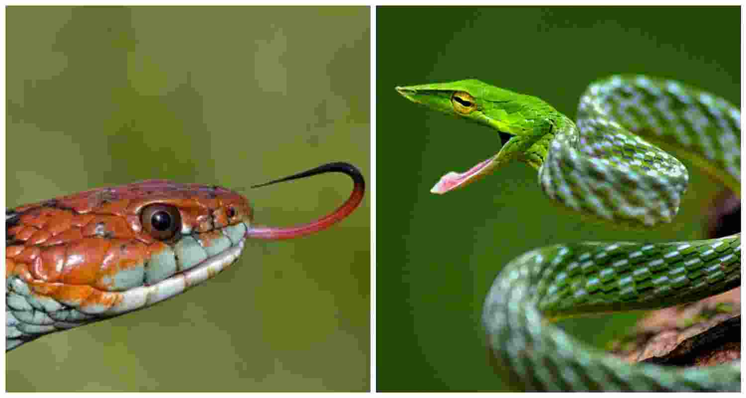 Painted Keelback (L), Brown vine snake (R).