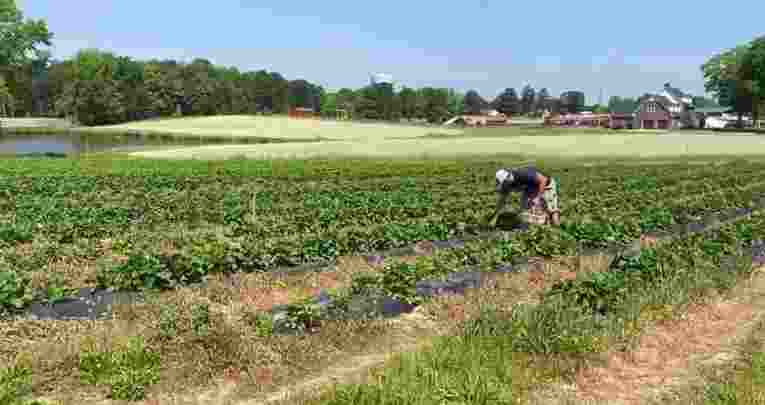 In the heart of Georgia's Caucasus region lies Tsnori, a town that has become a second home for Punjab farmers who have sown the seeds of success in this distant land. 