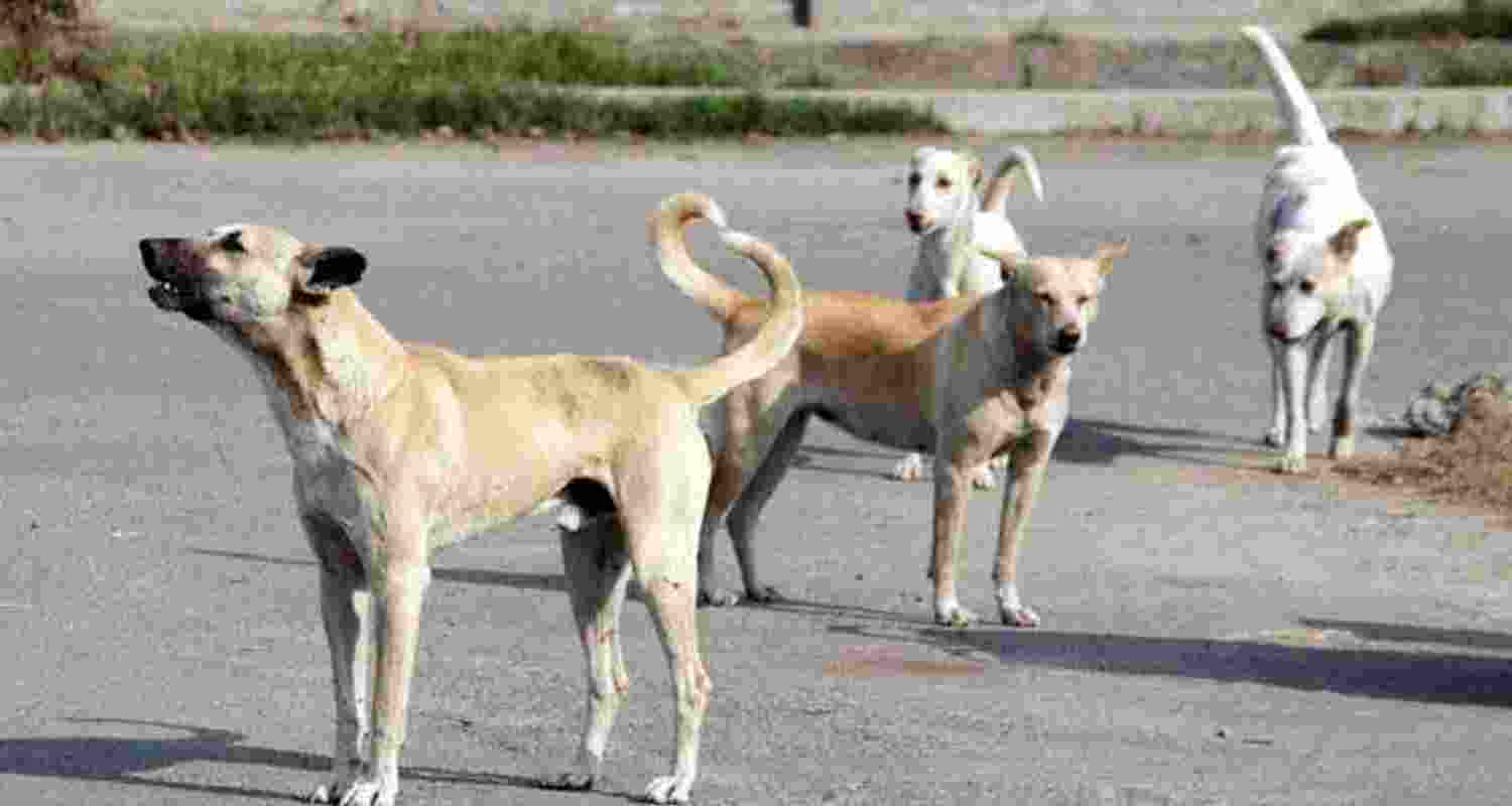 T'gana CM orders swift action against stray dog menace