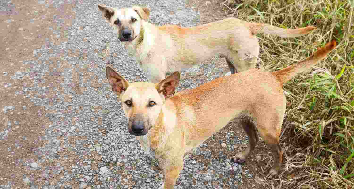 Hope there're no more Chhavis: Victim's aunt on stray dog verdict