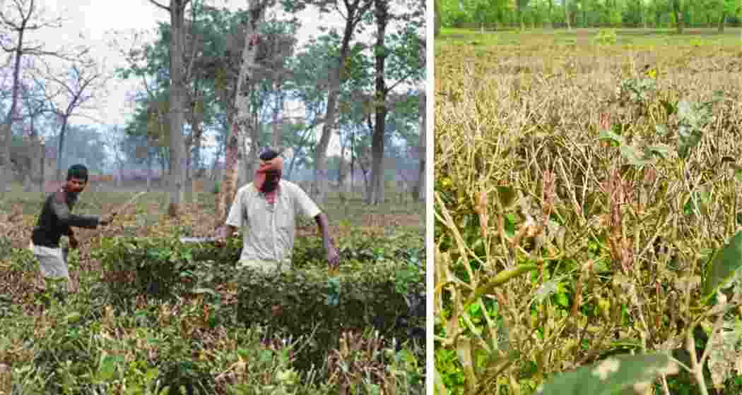 A parched tea estate in Jalpaiguri stands wilted as North Bengal battles a persistent monsoon shortfall, with farmers and planters staring at crop losses and insect infestations.