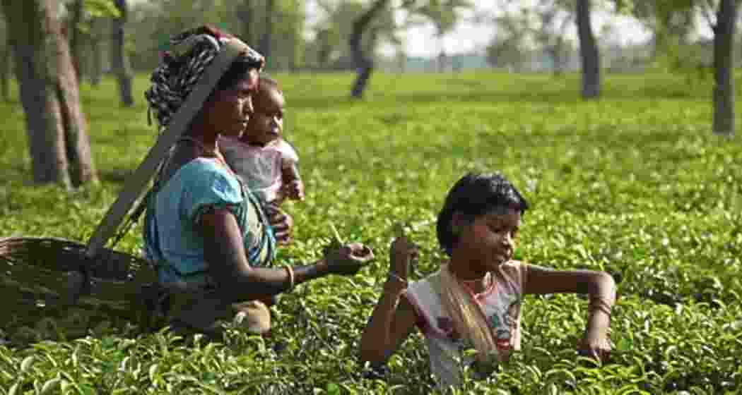 A tea garden worker with her children plucks tea leaves at a tea garden in Assam.