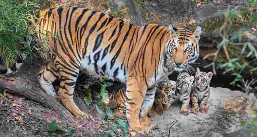 A representative image.