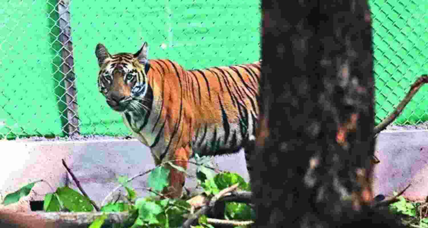 Tigress Zeenat. File photo.