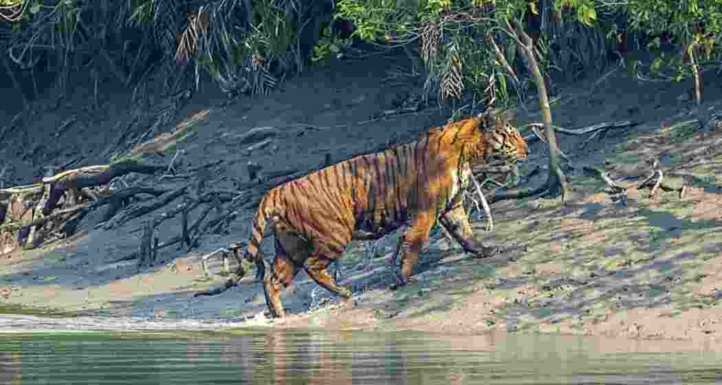 A file photo of Royal Bengal of Tiger.