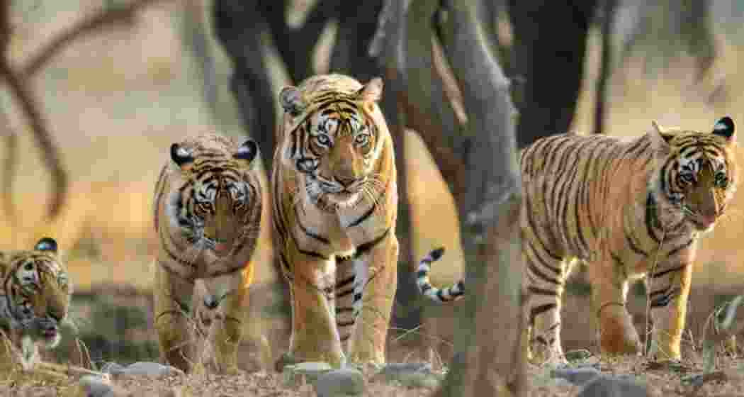 A file photo of tigers roaming freely in Chhattisgarh’s Achanakmar Tiger Reserve. 