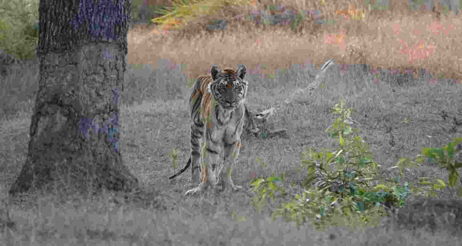 ‘Langdi Baghin’ tigress of Pench dies at 18