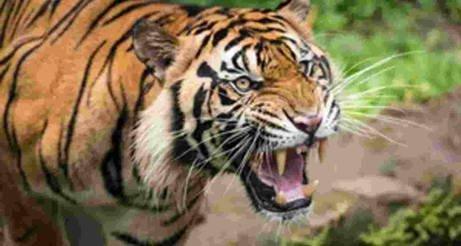 Sundarbans: Fisherman killed in tiger attack