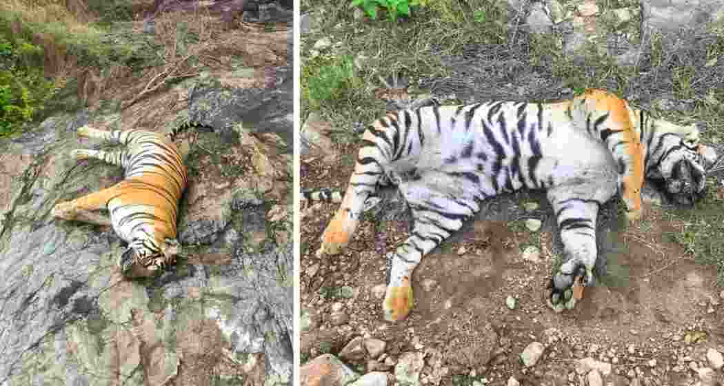 The carcass of the tigress lies in Karnataka’s M.M. Hills Wildlife Sanctuary, where she and her four cubs were found dead, suspected to have consumed a poisoned cow carcass.