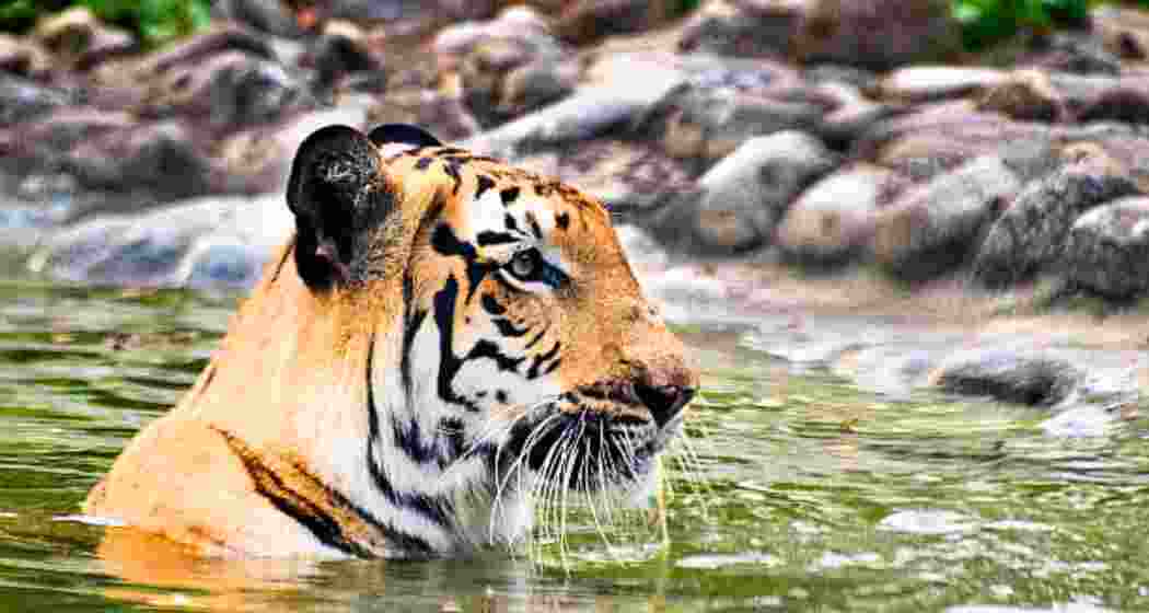 Representative image.