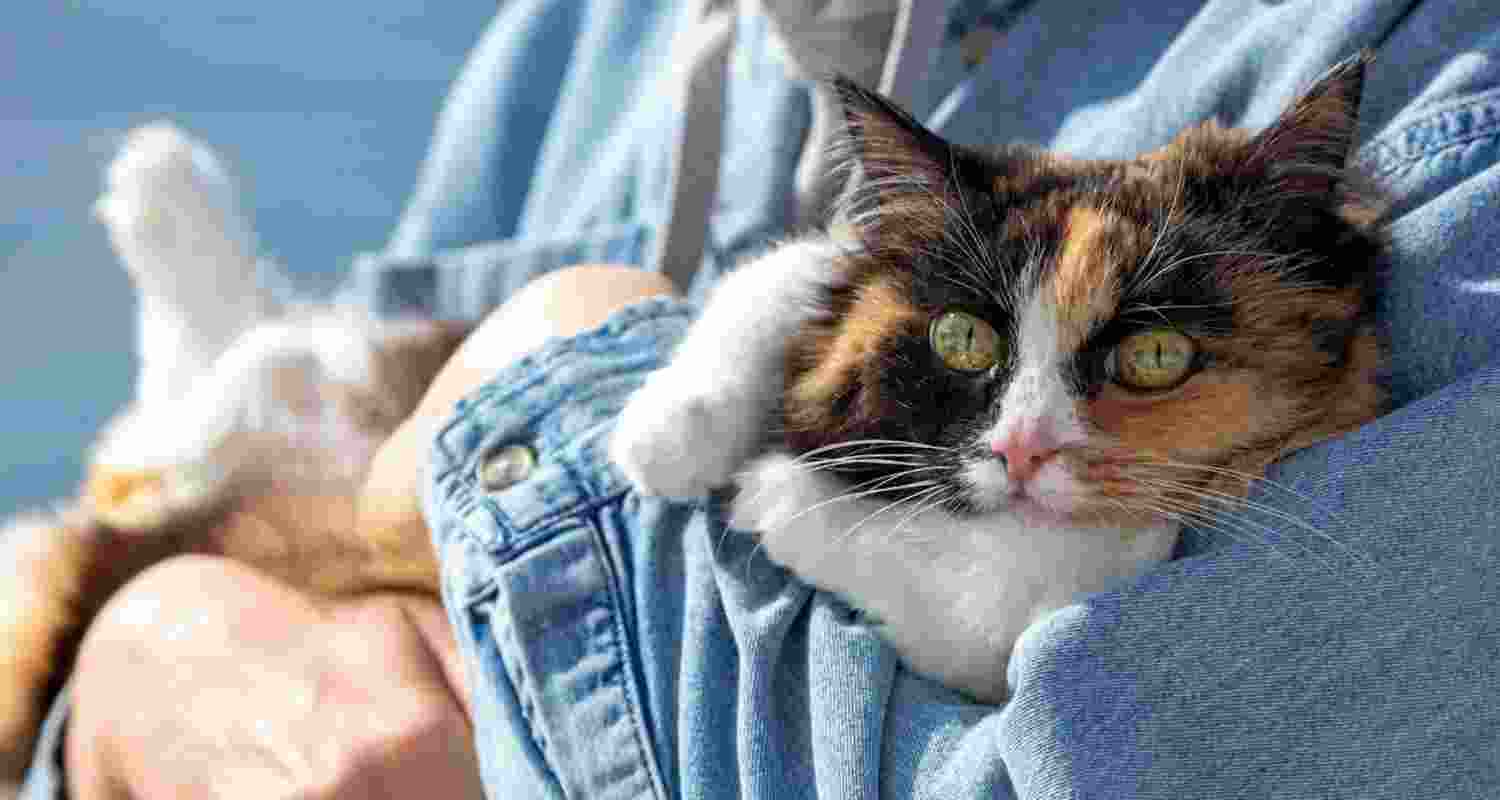 How dangerous is toxoplasmosis?