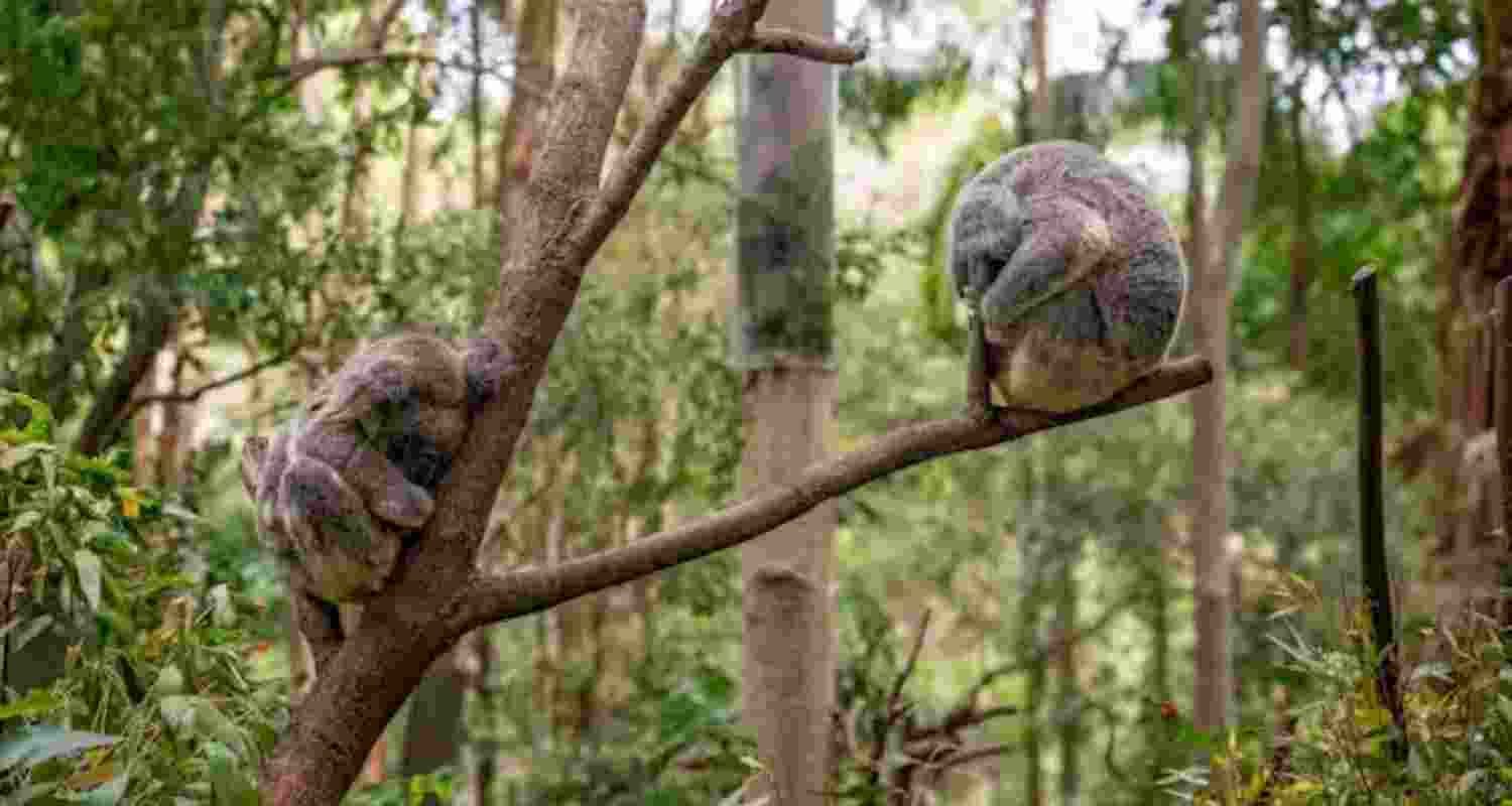 Regrow, regenerate: Give forests a chance, restore habitat