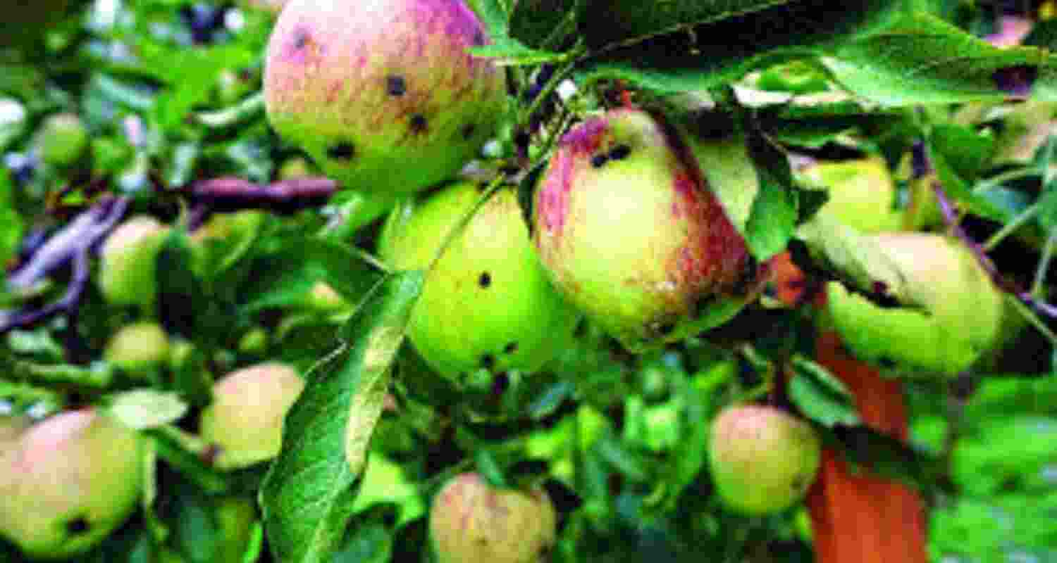 A mysterious disease has been spreading rapidly through the apple orchards of HP