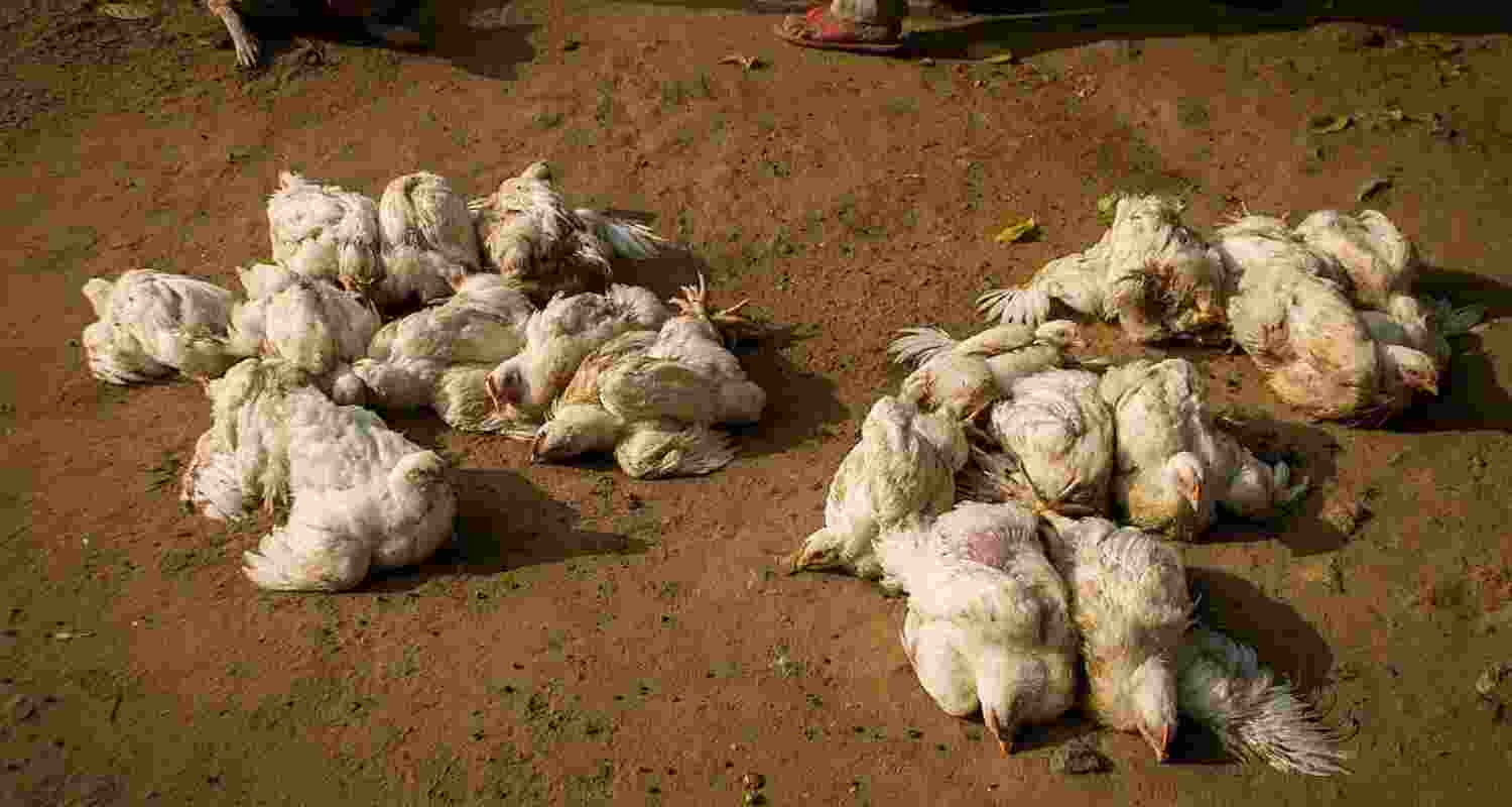 Bird flu alert issued in Ranchi after poultry deaths rise.