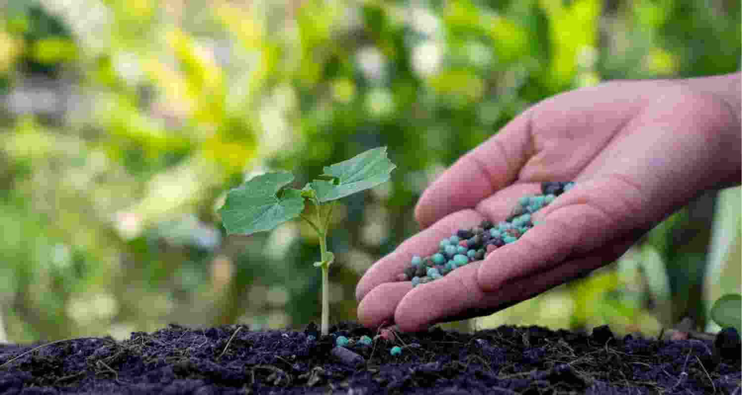 China's share in India's DAP imports drops to 19 pc.