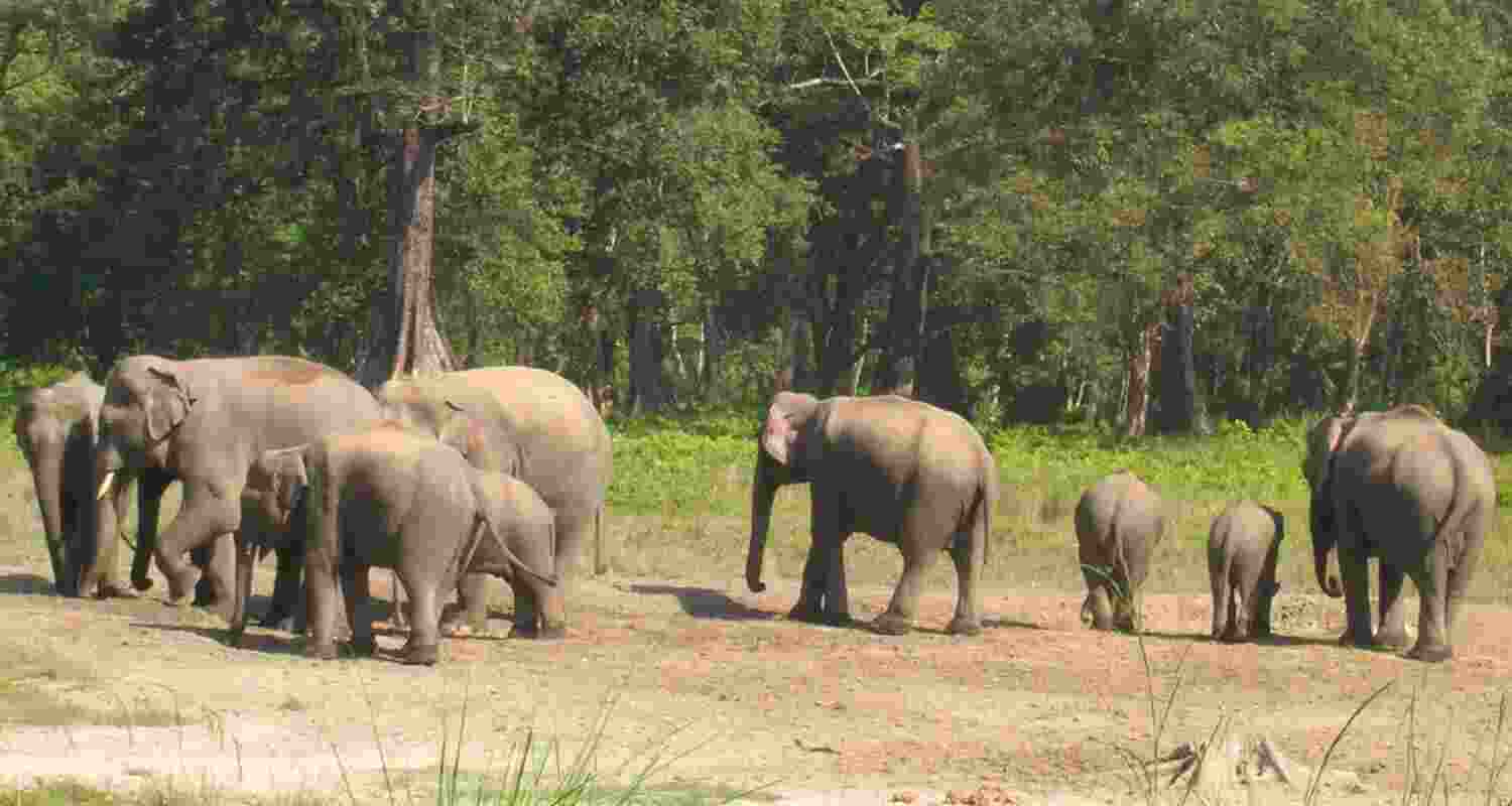 Lone elephant kills youths after herd chase. Image for representative use only.
