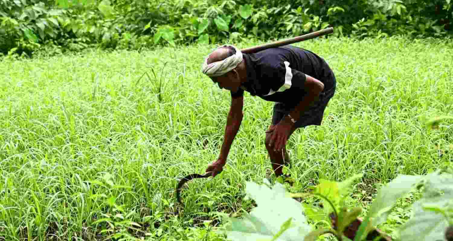 Natural farming boosts income for Gujarat farmers.