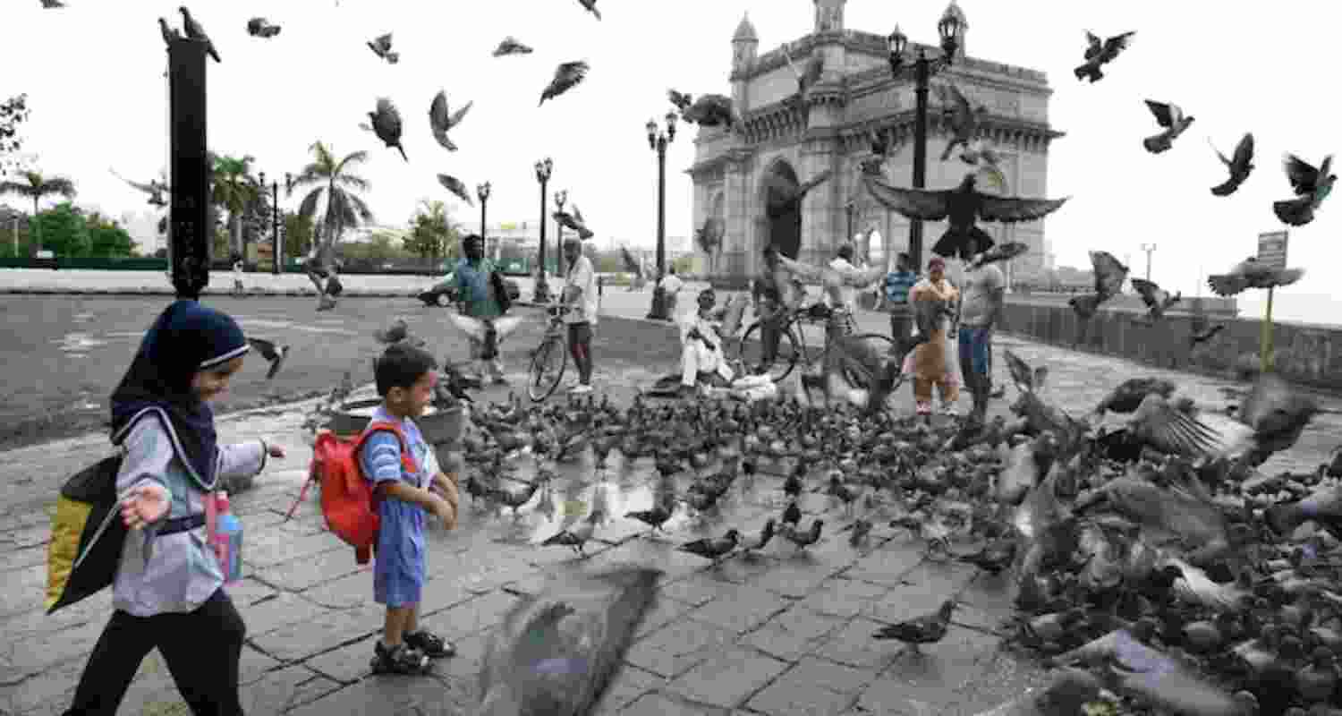Bombay High Court order fuels Mumbai pigeon row.