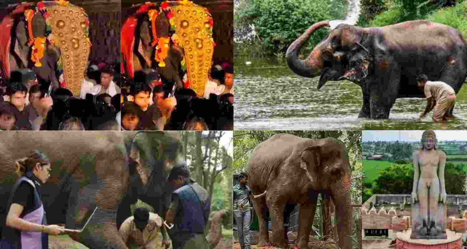 Vantara to Help State Build Elephant Rehab Centre.