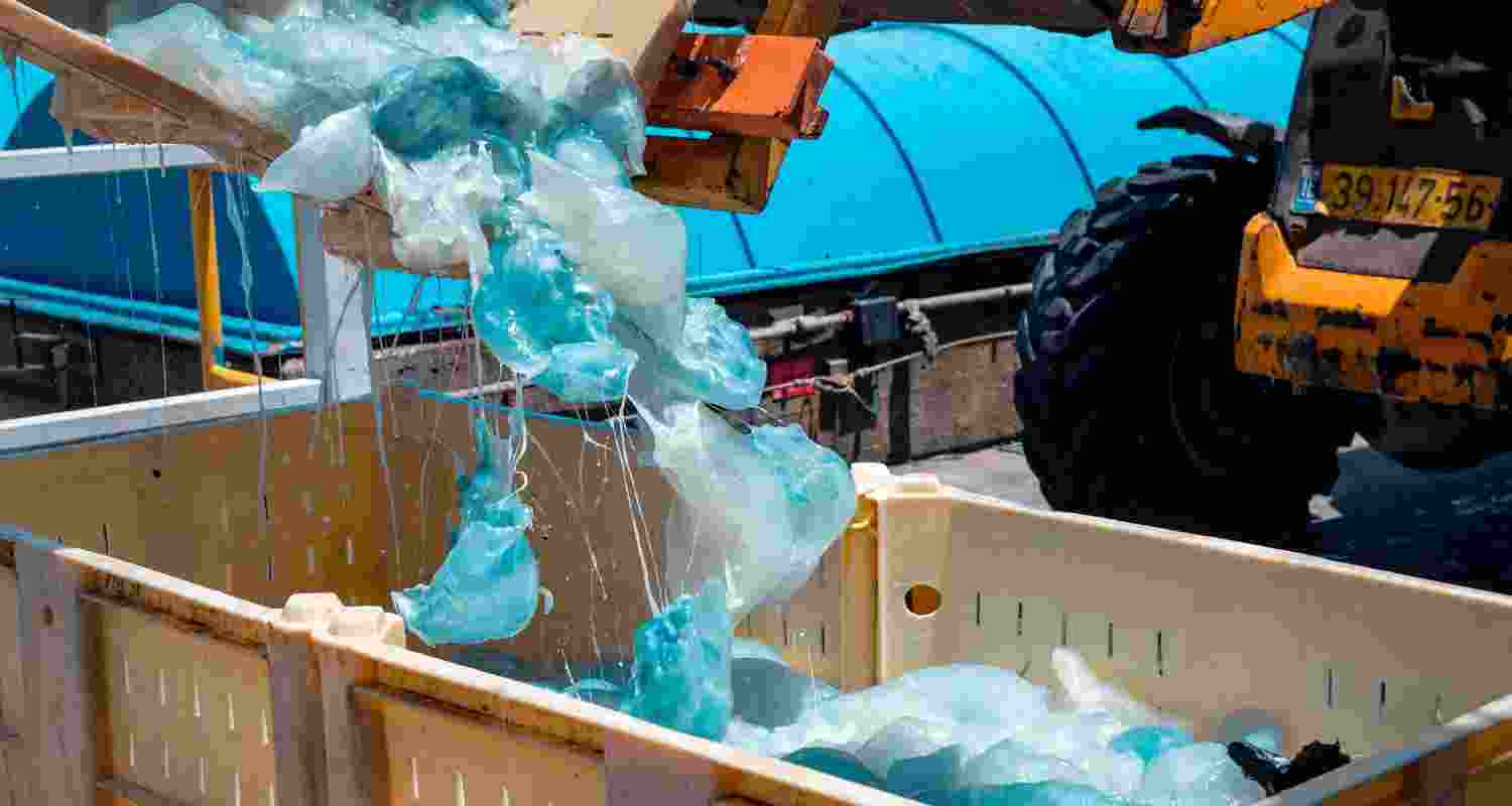 Jellyfish clog forces shutdown at Gravelines plant.