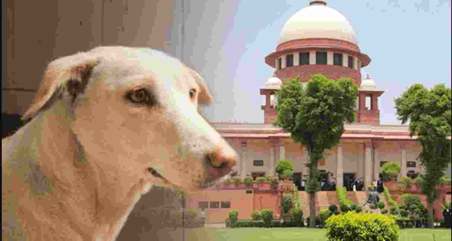 Conflicting SC orders on stray dogs draw CJI Gavai’s attention.