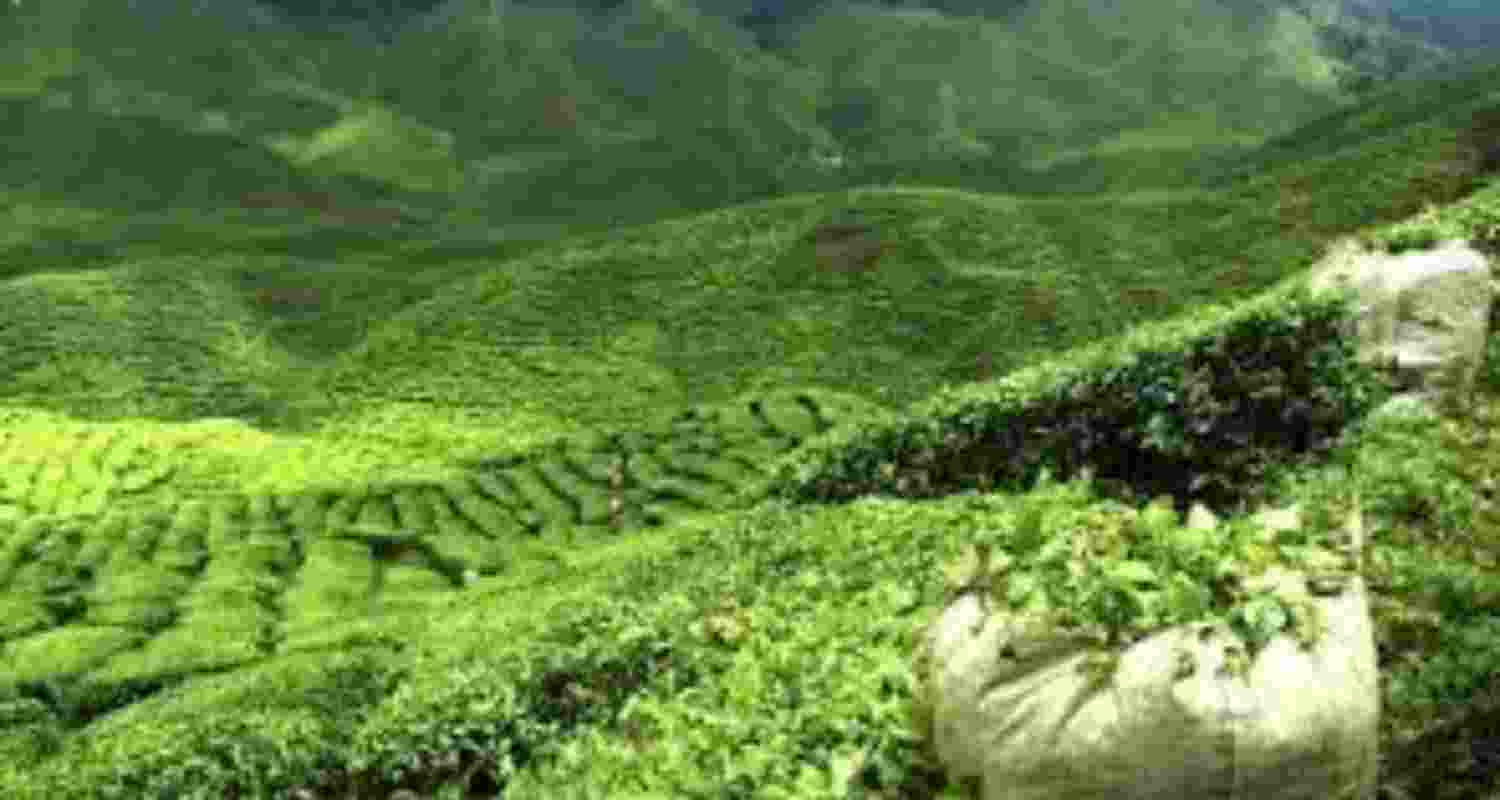 India is the second-largest producer of tea globally, yet inclement weather has been affecting its output (Pic: Representative)