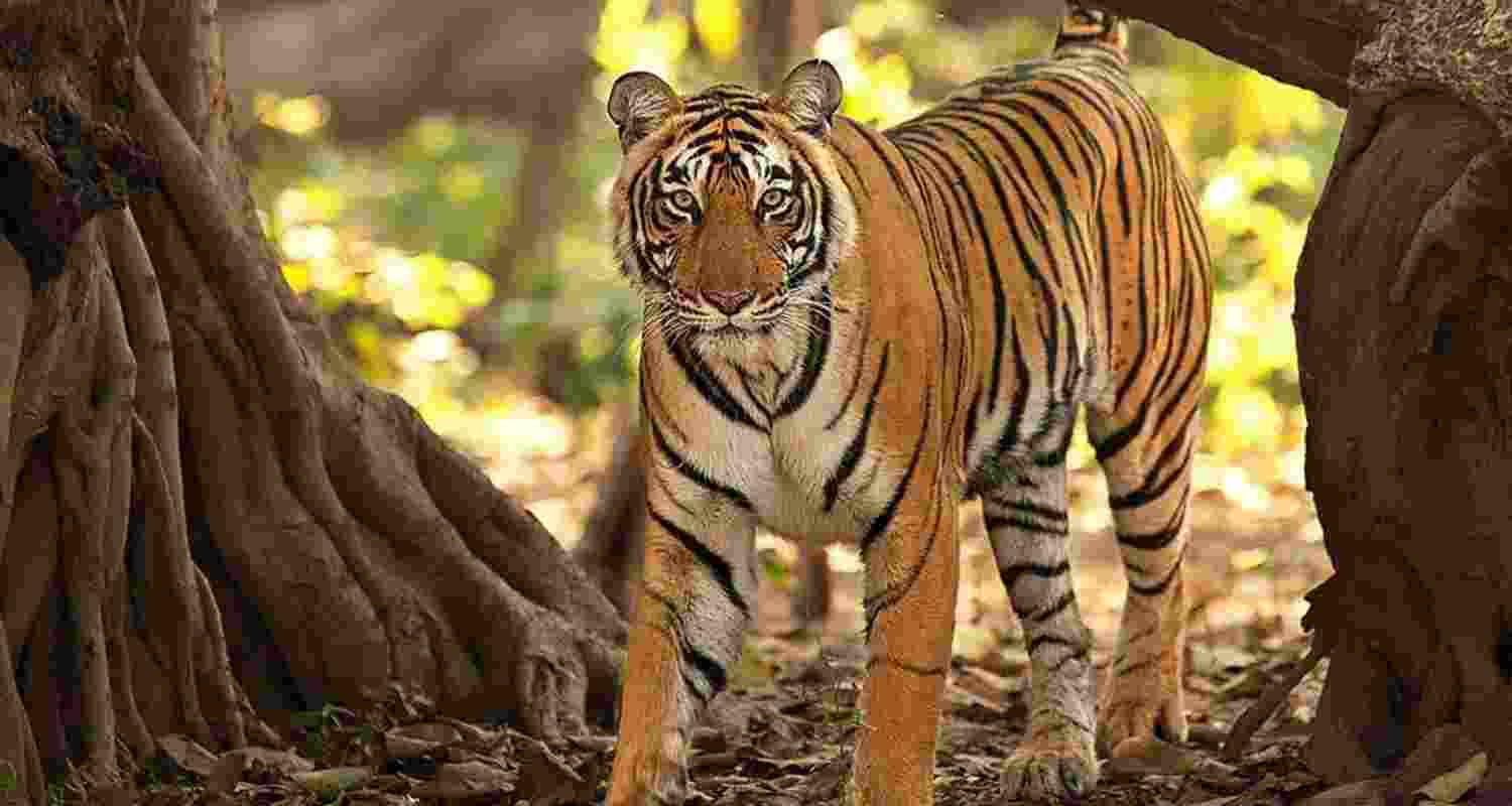 Representational Image.