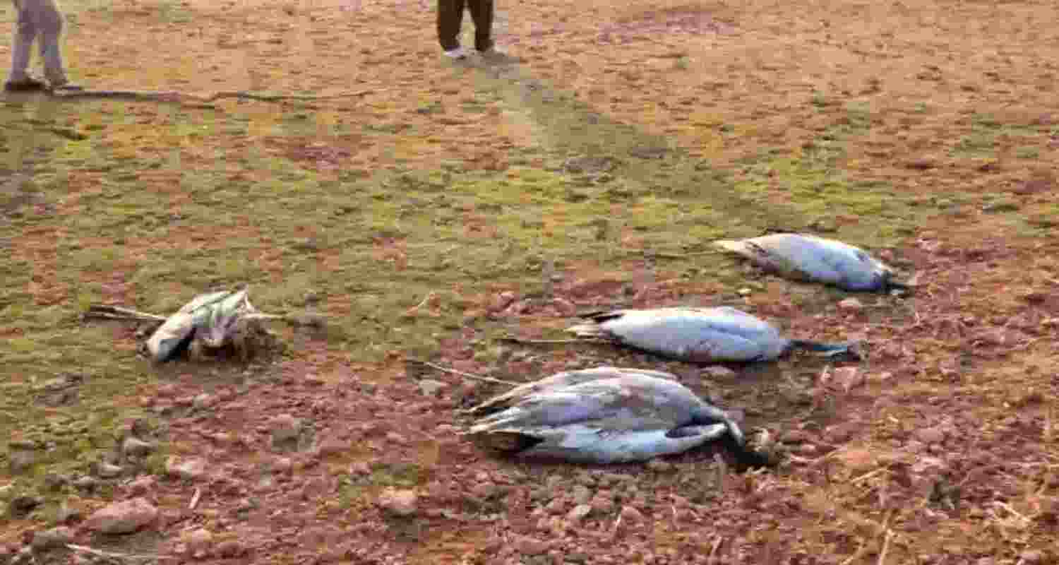 Vigil increased in Jaisalmer to protect Bustards from Bird Flu