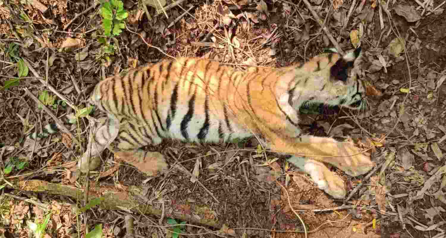 Female tiger cub found dead in MP's Bandhavgarh Reserve