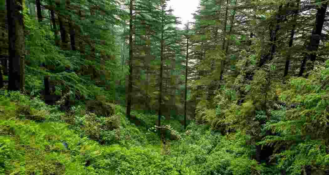Uttarakhand forest funds used for iPhones, laptops: CAG