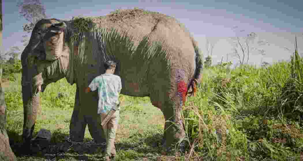 An injured elephant, rescued from the exploitative logging industry in Arunachal Pradesh, is prepared for its journey to Vantara, where it will receive care and a life free from exploitation.