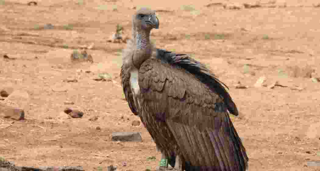 The Eurasian Griffon Vulture named, Marich, photographed at the Halali Dam in Madhya Pradesh’s Vidisha district in March. 