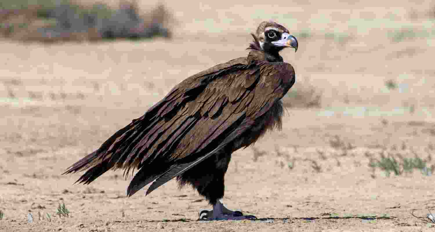 Madhya Pradesh doubles vulture count to 14,000 in a decade; experts credit diclofenac ban, habitat and food supply ahead of census. Madhya Pradesh doubles vulture count to 14,000 in a decade; experts credit diclofenac ban, habitat and food supply ahead of census.