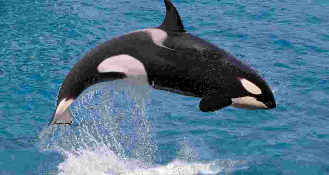 Hvaldimir, a whale, was discovered to be ‘spying’ for the Russians.