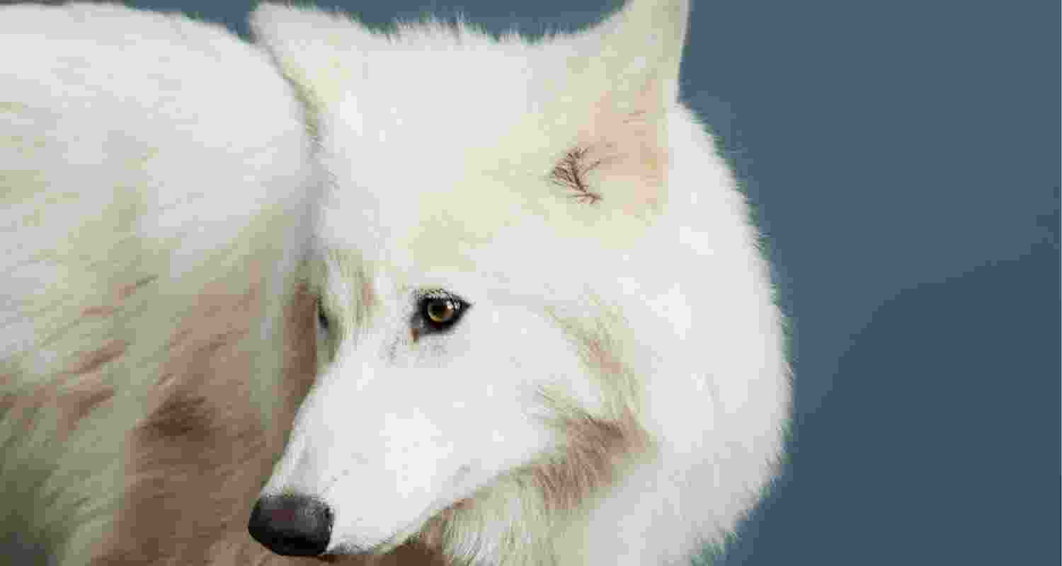 How do you recreate a species whose genome is largely unknown?