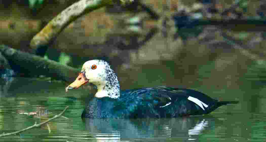 The white-winged wood duck, Assam’s State bird and one of the world’s rarest waterfowl species.