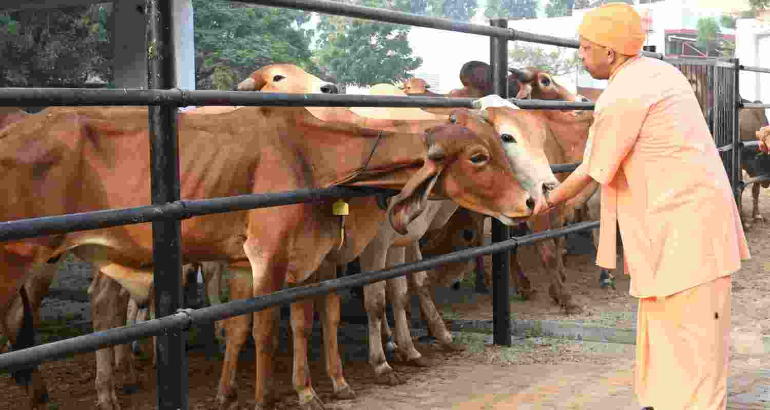 UP govt, Patanjali ink pack to drive cow-based rural growth 