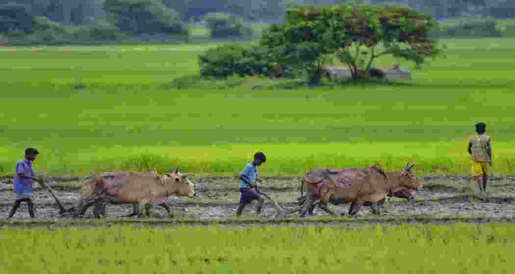 Farmers in Assam use cows to plough their fields. Farmers in Assam use cows to plough their fields.