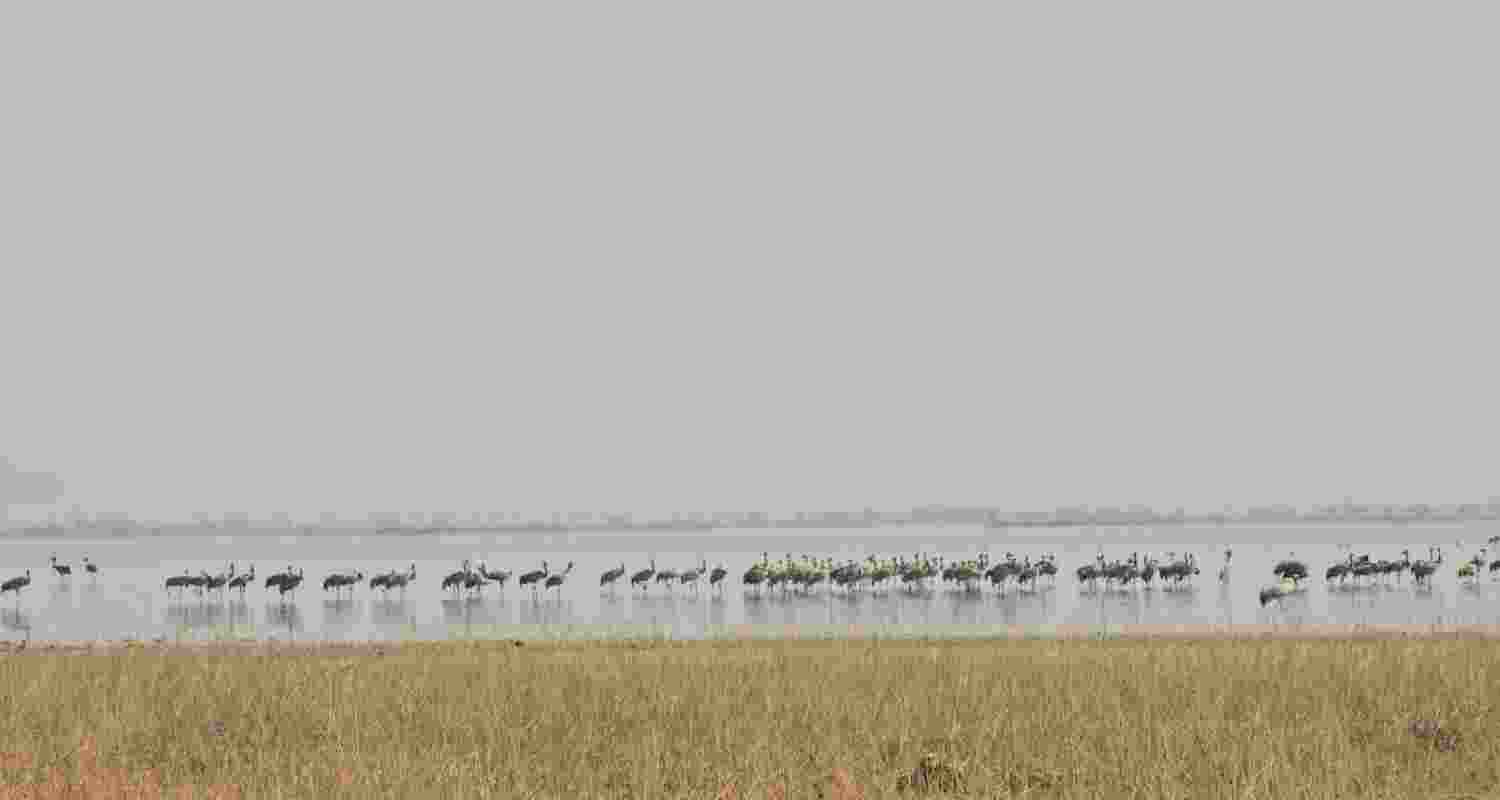 Chhari-Dhandh Bird Sanctuary in Gujarat’s Kutch district has been declared a Ramsar Site, becoming the state’s fifth wetland of international importance. Chhari-Dhandh Bird Sanctuary in Gujarat’s Kutch district has been declared a Ramsar Site, becoming the state’s fifth wetland of international importance.