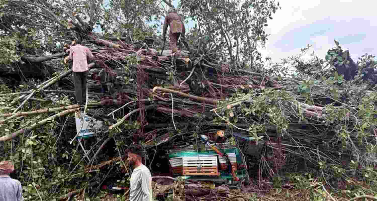 Banyan tree falls on parked truck in Kangra. Banyan tree falls on parked truck in Kangra.