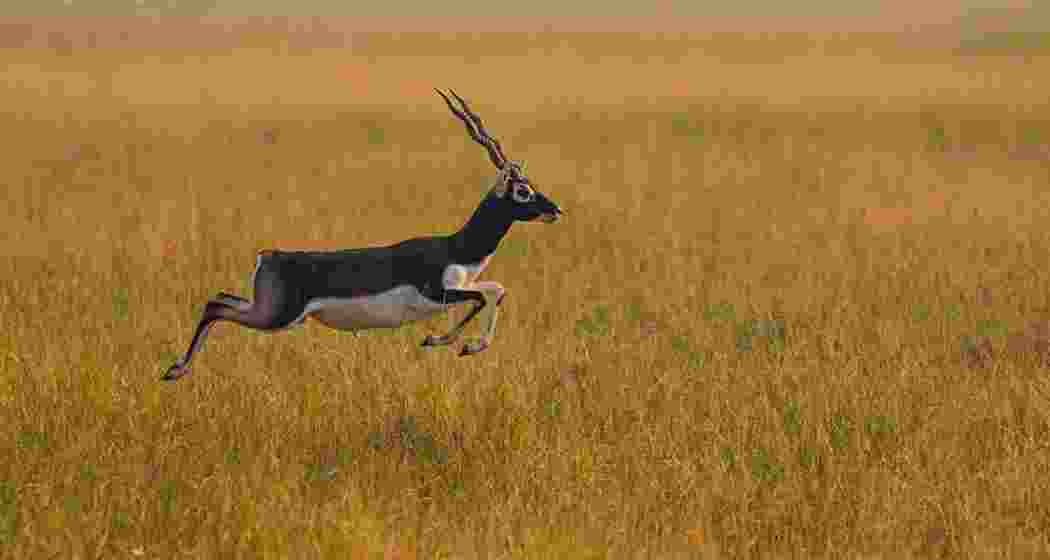 A file photo of a blackbuck sprinting through the grasslands. A file photo of a blackbuck sprinting through the grasslands.