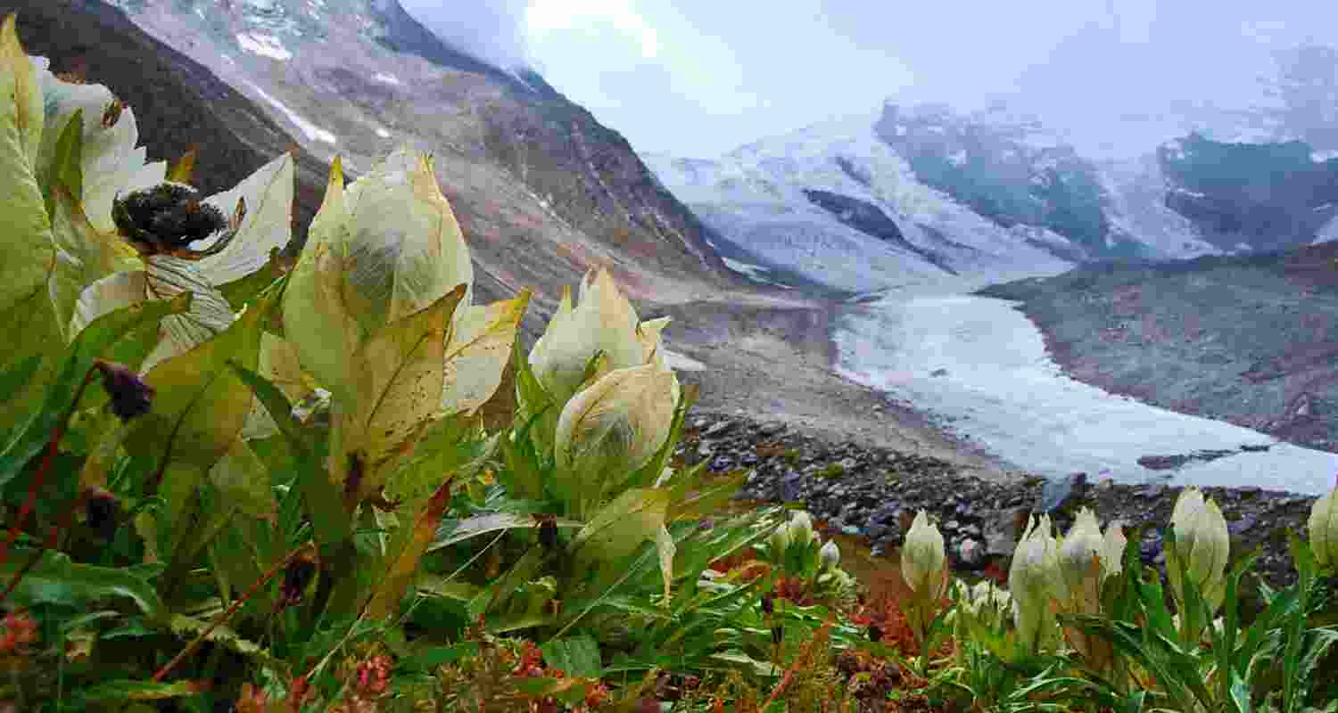 Brahma Kamal: Saving Uttarakhand's floral treasure Brahma Kamal: Saving Uttarakhand's floral treasure