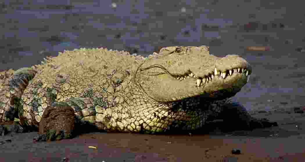 A crocodile basking near a riverbank. A crocodile basking near a riverbank.